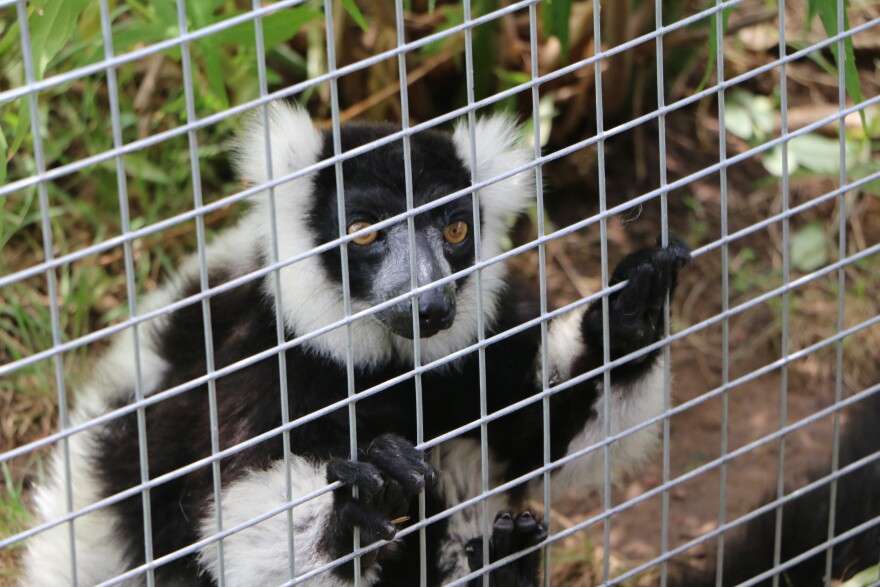 Abilene Zoo celebrates 60 year anniversary with Zippity Zoo Day